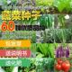 四季 蔬菜种子适合春播种植物青菜生菜香菜菠菜萝卜阳台菜大全去虫