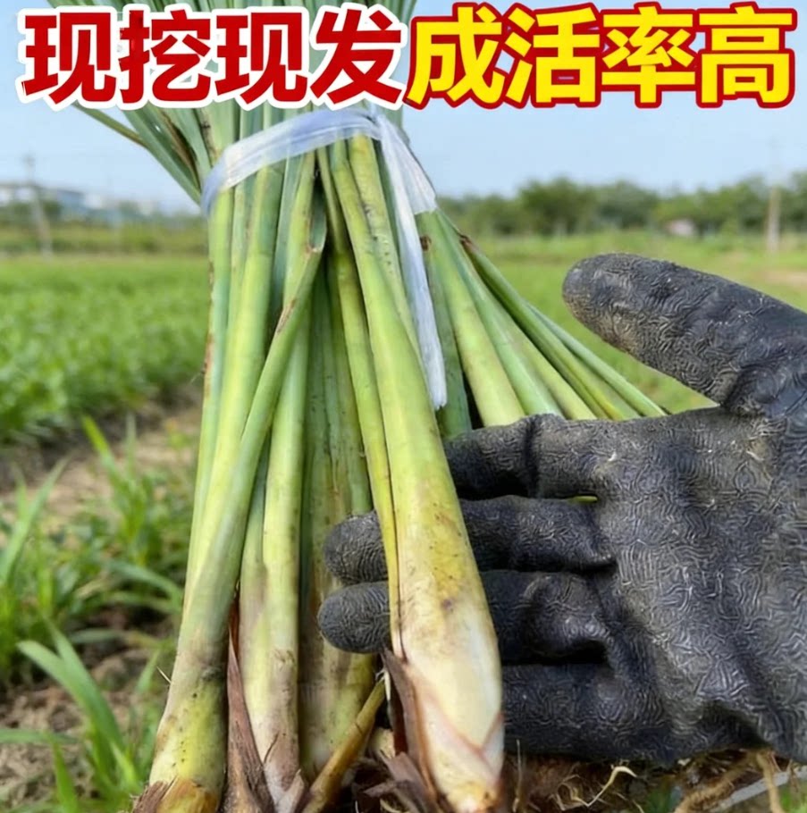 水培香茅草泰国柠檬香草包活冬阴汤驱蚊苗虫懒人绿植盆栽好养植物