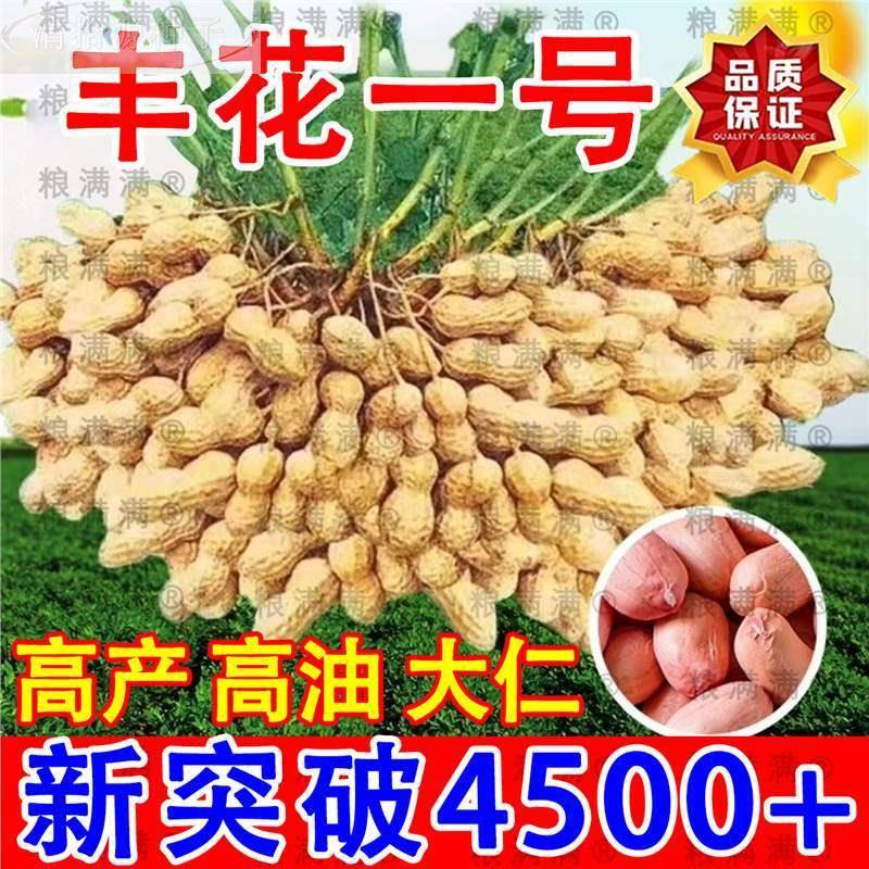 农科院花生种子高产大果红皮超薄壳大粒花生矮杆早熟抗虫抗病原种