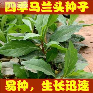 野生马兰头种子食用野菜季播易种鸡毛菜菜园阳台四盆栽马齿苋种子