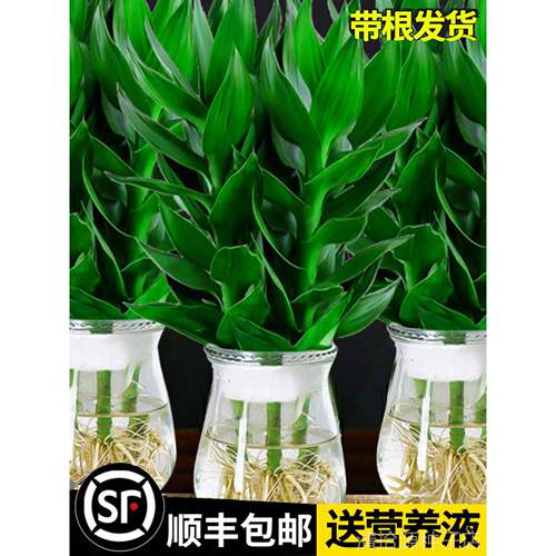 观音竹富贵竹水培植物带根花卉绿植绿萝室内盆栽转运竹子水养好养