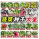 菜种籽大全四季 蔬菜胡萝卜芹菜香菜籽青生菜菠菜芥菜肥大白菜种子