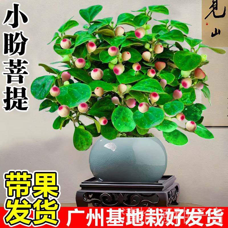 菩提树盆栽带果办公室内客厅桌面精品摆件小盼菩提盆景花卉绿植物