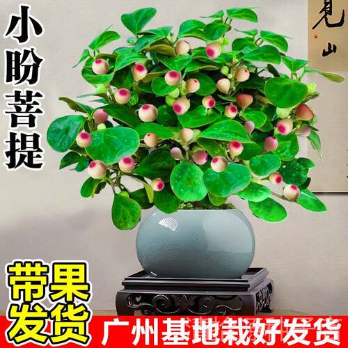 菩提树盆栽带果办公室内客厅桌面精品摆件小盼菩提盆景花卉绿植物