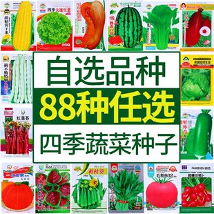 蔬菜种子菜香种籽种孑西红柿草莓菜番茄黄瓜辣椒西瓜蔬苗四季大全