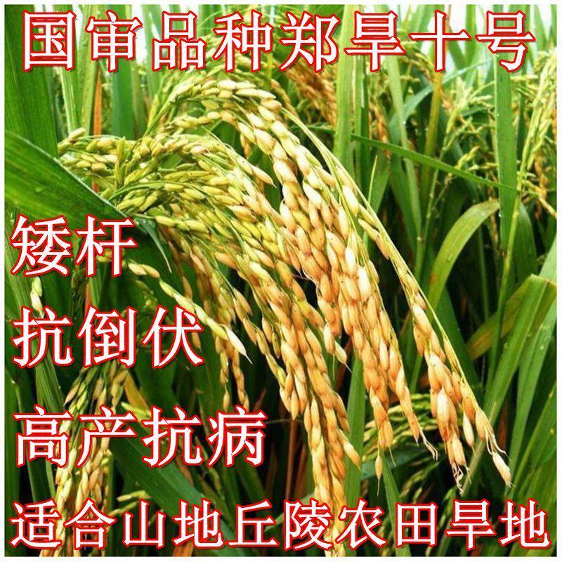 旱稻种子糯稻水稻谷香米种子南粳旱地土壤优种质水田稻谷华粳淮稻图片
