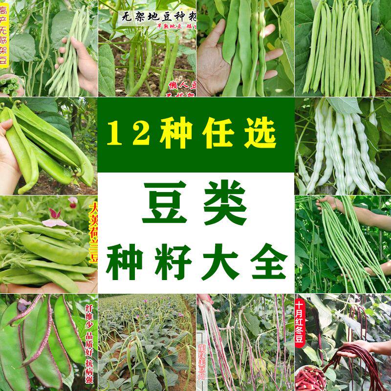 豆角种子大全长豆角豇豆无产架豆籽四季豆扁豆刀豆春秋高蔬菜种子