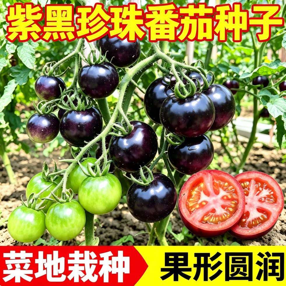 黑珍珠黑番茄种子孑种籽小西红柿西黑柿种籽蕃茄种子