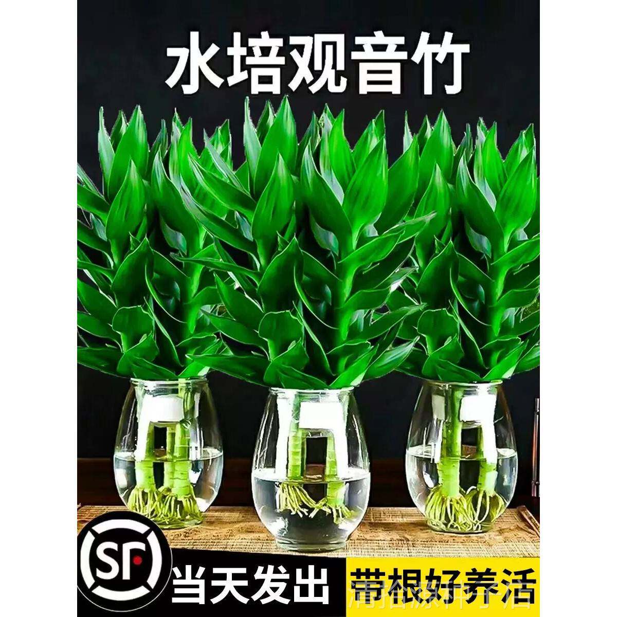 富贵竹水培植物观音竹带根室内盆栽花卉绿植绿萝转运竹子客厅水养