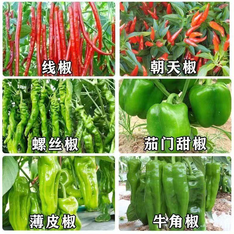 秋冬菜种莓子全室内农菜家阳台庭大院播种香外生菜草辣椒菜上蔬海