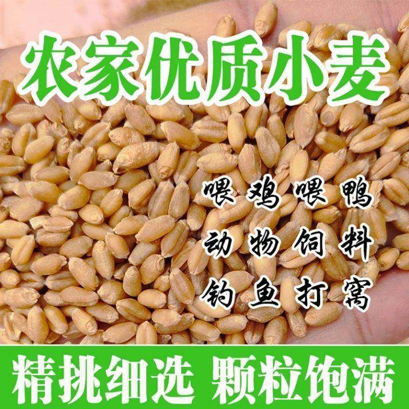 新小子种子新鲜小麦粒籽小麦芽糖麦米碎喂麦鸡鸭鹅水培猫草麦子粒