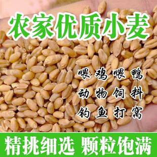 新小子种子新鲜小麦粒籽小麦芽糖麦米碎喂麦鸡鸭鹅水培猫草麦子粒