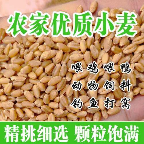 新小子种子新鲜小麦粒籽小麦芽糖麦米碎喂麦鸡鸭鹅水培猫草麦子粒