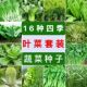 四季 蔬菜种子适合春播阳台土壤种植青菜生菜香菠菜萝卜菜籽种大全