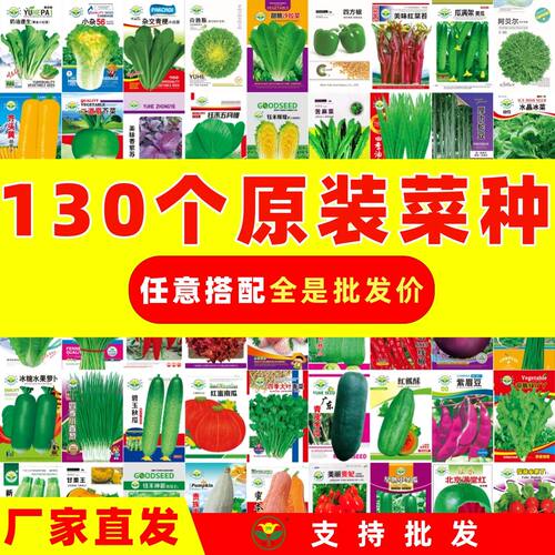 蔬菜种子四季园艺用品播种萝卜香菜籽生菜葱蒜辣椒空心菜种籽大全