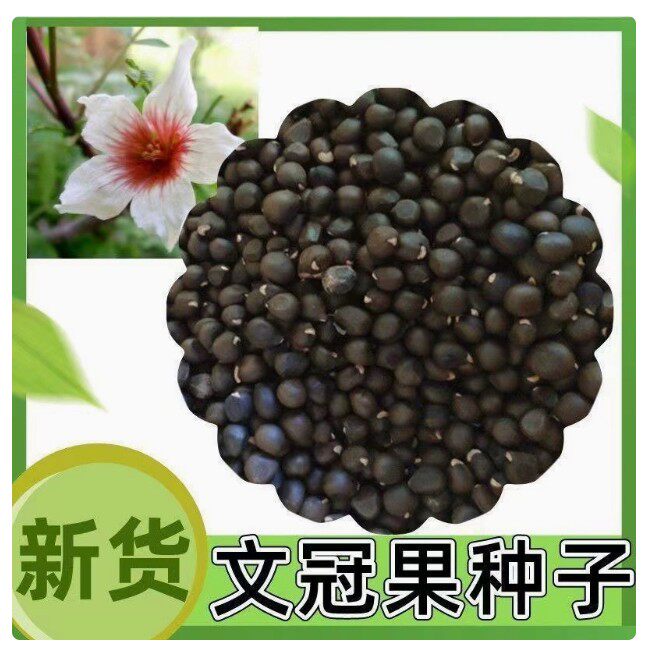 文冠果种子园林绿化花卉用种林木果树多年生观赏树木油料树种子