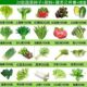 26种开春季 春蔬菜子植物套餐丝瓜黄瓜辣椒豆角蔬玉种米茄子农去虫