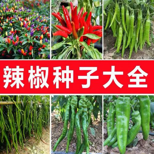 辣椒种子大全线椒螺丝椒朝天椒牛角椒甜椒大棚土壤种植菜辣椒种籽