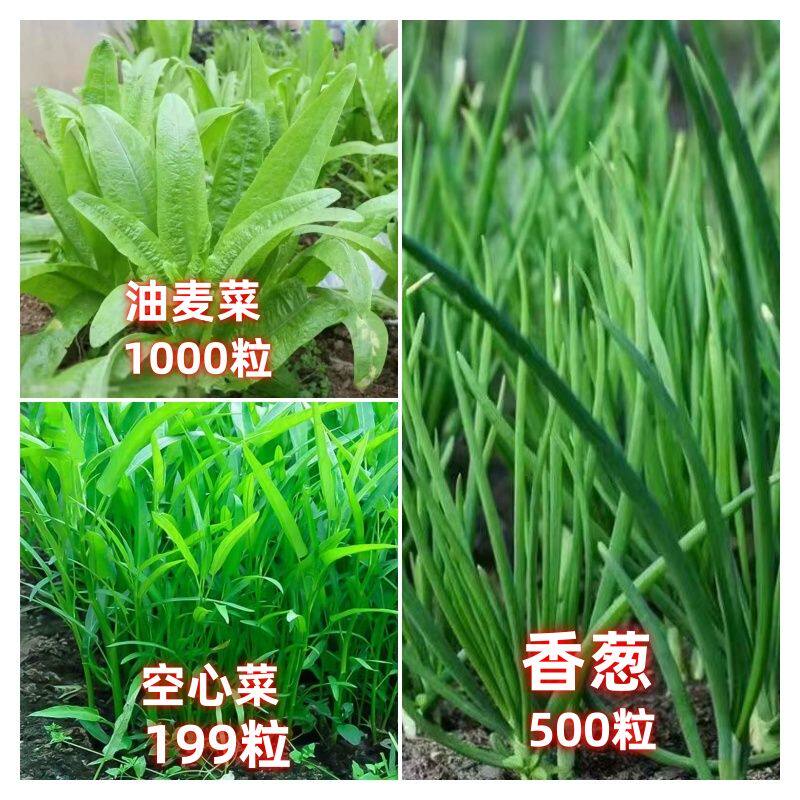 蔬菜种子四季播盆栽园艺用品阳台庭院黄豆角瓜番茄甜瓜易种籽大全