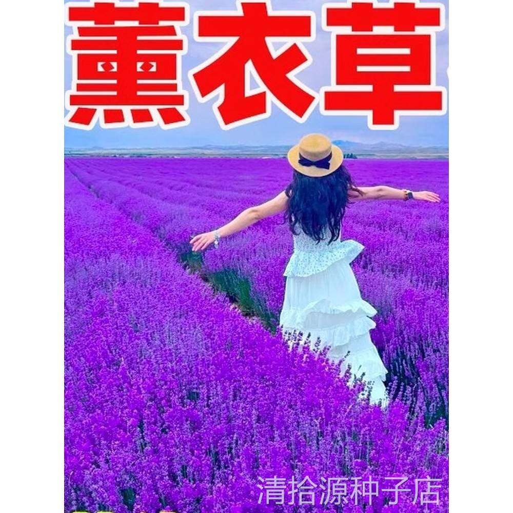 薰衣草花籽普罗旺斯香草种子四季播种庭院驱蚊草阳台盆栽花卉种孑