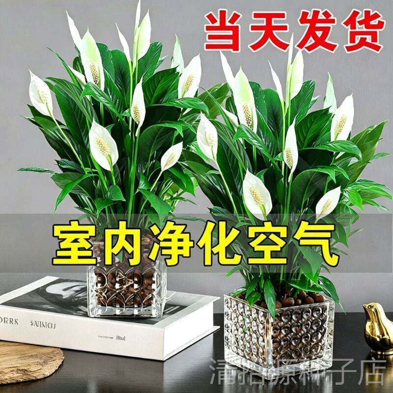 白掌盆栽净化空气水培植物绿萝箩花卉绿植红掌吸除室内甲全发财树