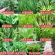 蔬菜种子四季 套种菜籽庭院盆栽植物阳台菜种大全播种青菜种子去虫