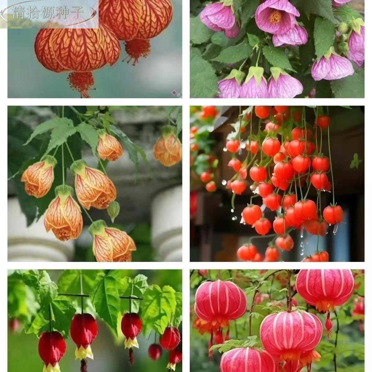 笼花子大灯红色灯笼花秋夏种开花宫廷花室栽内庭院阳台盆笼红灯花