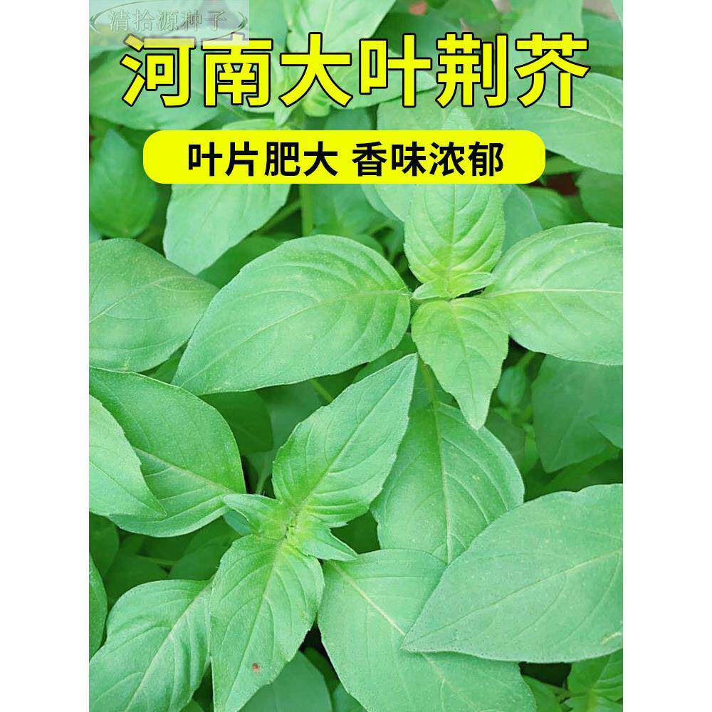 荆芥种子大叶河南罗勒种孑春秋籽种大全四季土壤苋菜汉菜种籽蔬菜