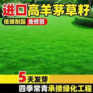 进口夏天耐热高羊茅四季青草种子护坡王种籽土壤绿化混合草坪种草
