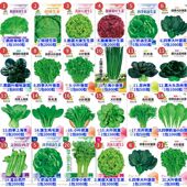 蔬菜种子香菜番茄辣椒菠菜黄瓜青菜籽生菜白菜阳台营养土播种大全