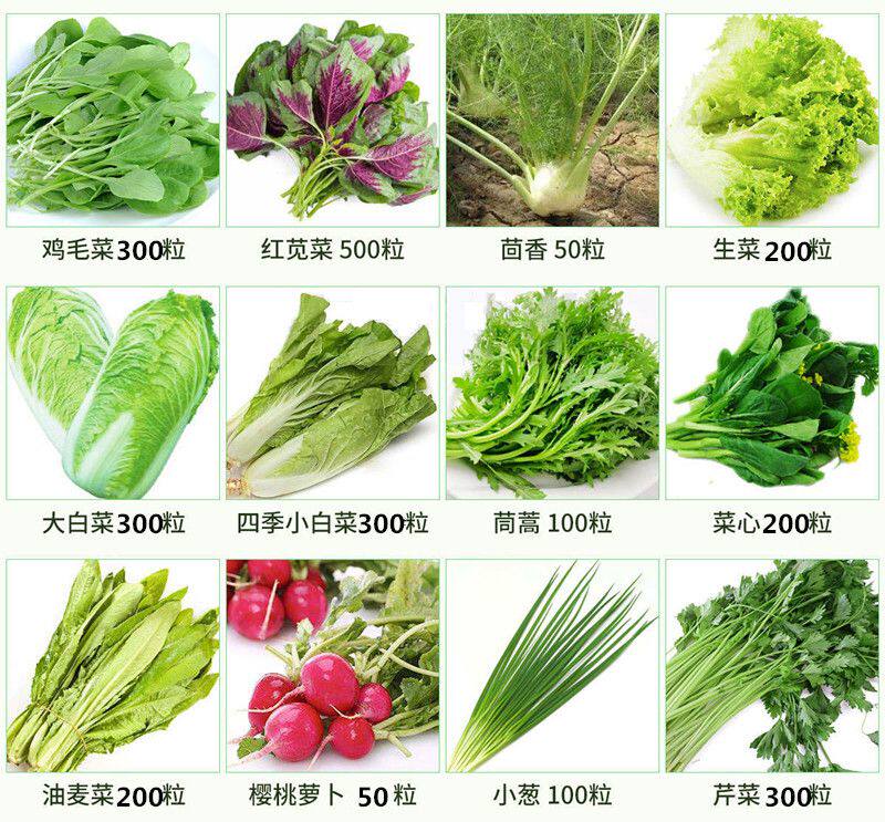 蔬菜园艺四季阳台盆栽番茄黄瓜生菜小葱萝卜籽孑大全香葱菜籽黄心