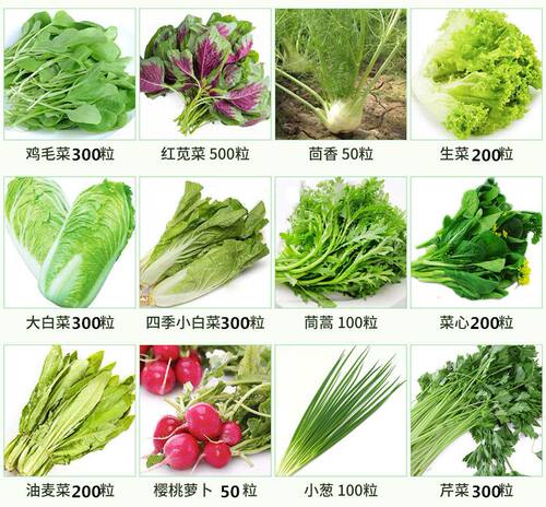 家庭蔬菜种子大全四季播种香菜生菜辣椒番茄籽孑阳台土壤盆栽地栽