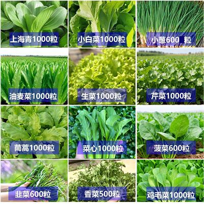 蔬菜种子大叶香菜四季香葱播盆栽植物辣椒番茄种籽大全植阳台去虫