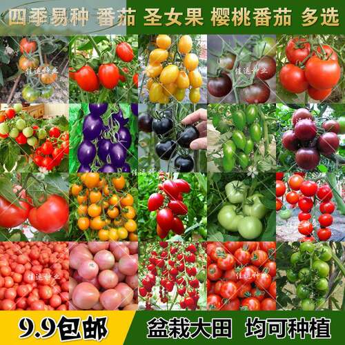 番茄台种子大全阳盆栽圣女果樱桃大小西红柿粉果四季易播