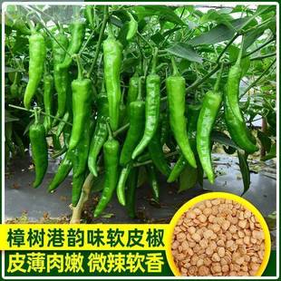 樟树树港椒种子樟辣椒种子优质清香薄皮辣椒新种春秋四季播种蔬菜
