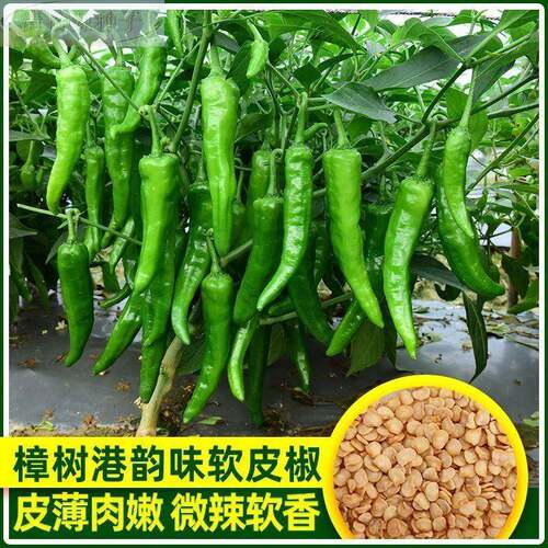 樟树树港椒种子樟辣椒种子优质清香薄皮辣椒新种春秋四季播种蔬菜