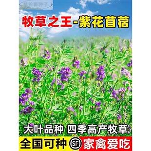 紫花苜蓿草种籽喂猪牛羊兔鸡鸭鹅多年生四季大叶牧种草种子鱼草籽