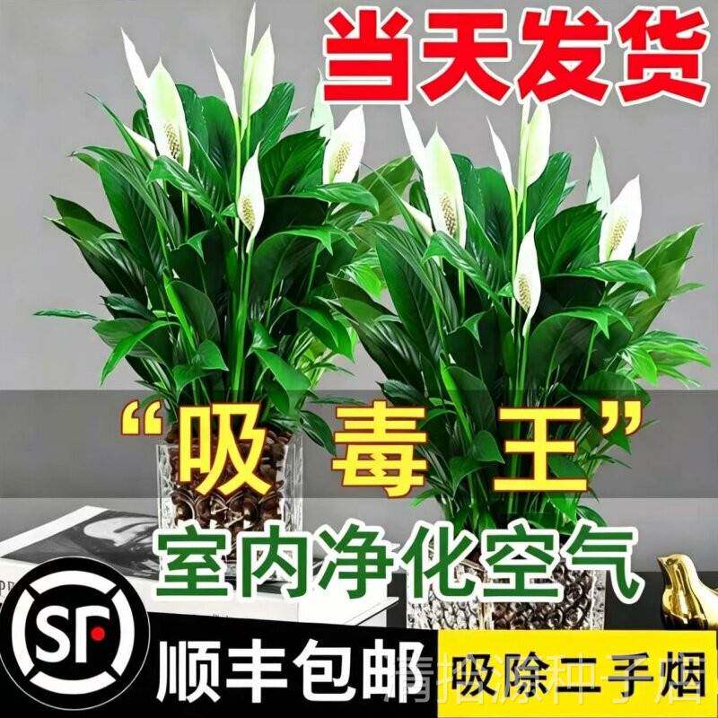 白掌一帆风顺盆栽水培植物办公室内好养花卉吸除四季绿萝绿植甲全
