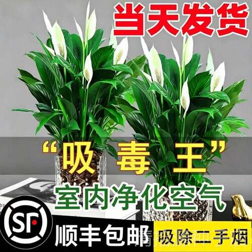 白掌一帆风顺盆栽水培植物办公室内好养花卉吸除四季绿萝绿植甲全