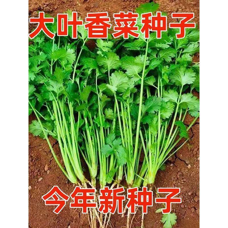 香菜种子四季播蔬菜盆栽青菜豌豆萝卜菠菜生菜白菜葱菜肥籽种大全