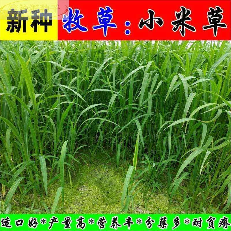 小草米种子水草鱼虾蟹牧草籽雀叶稗湖南稷子 高产耐水淹耐旱草籽