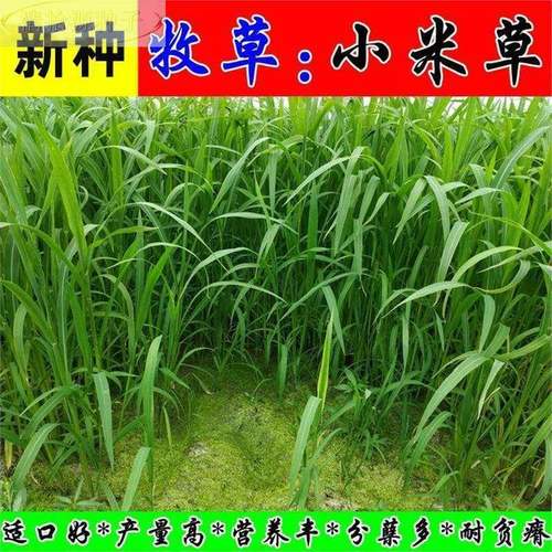 小草米种子水草鱼虾蟹牧草籽雀叶稗湖南稷子 高产耐水淹耐旱草籽
