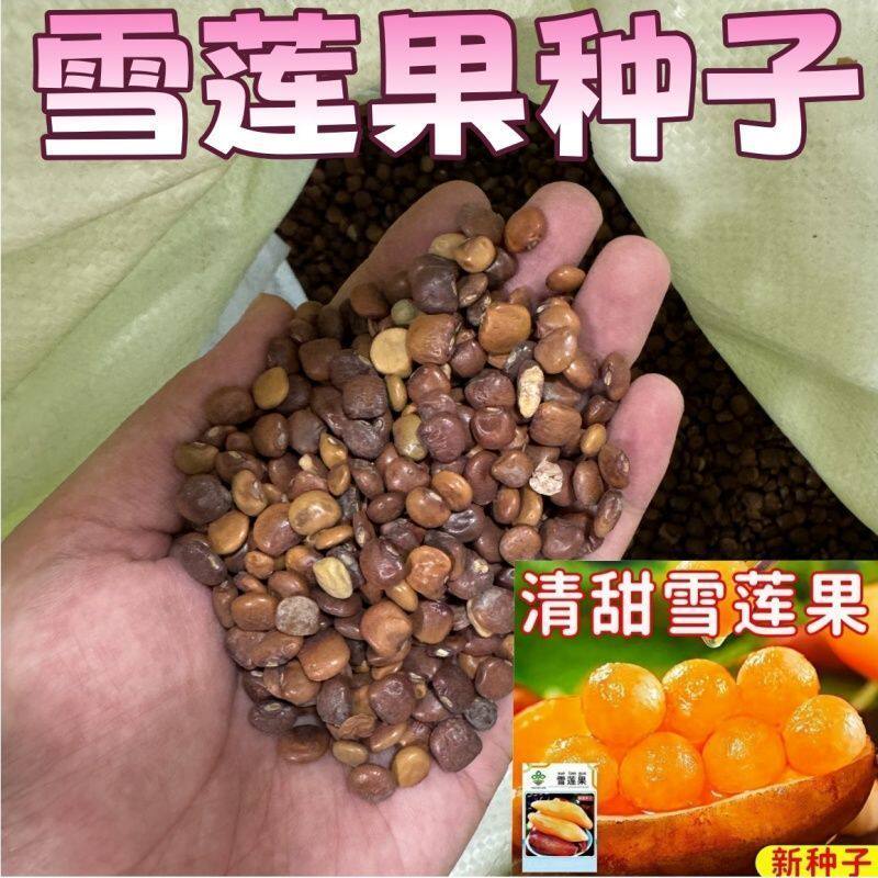 农家特色雪莲果种孑水果种植连果种籽种苗种球雪种子秧苗高产苗子