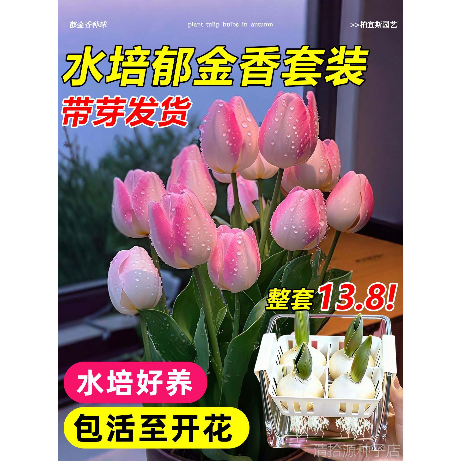 郁金香种球水培植物荷兰进口5度球桌面阳台花卉种子室内耐寒好养