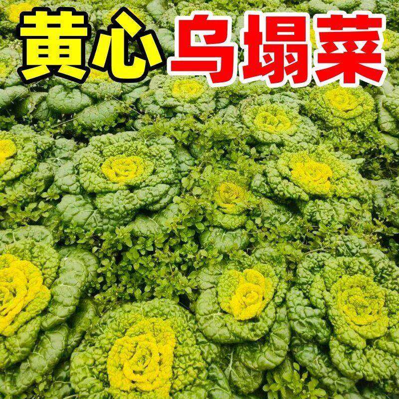 奶油黄心乌种子耐寒冬季黄心乌塌菜种籽阳台土壤种蔬菜种子秋冬季,鲜花速递/花卉仿真/绿植园艺,土壤覆盖物,淘宝优惠券,粉丝福利购,淘宝优惠卷