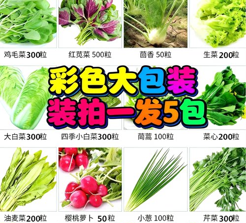 5包 奶油小白菜快菜种籽速生菠菜生菜萝卜阳台无机肥种菜种子大全