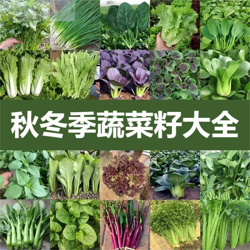 四季蔬菜种子南方农家阳台盆栽种菜香菜生菜秋冬种植蔬北菜籽大全