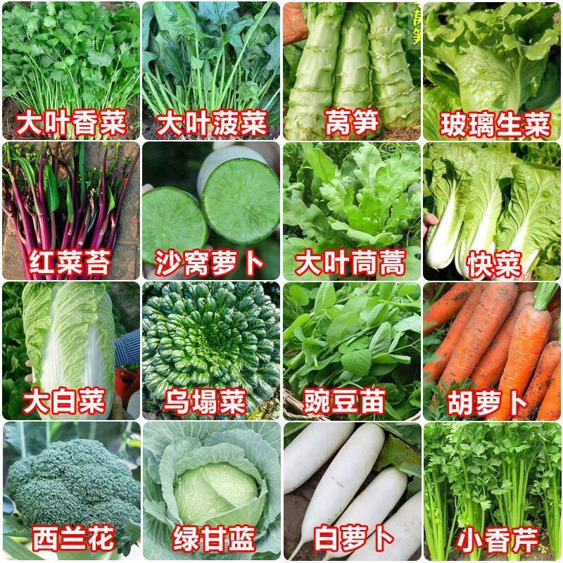 蔬菜种子四季播盆栽阳台土壤庭院黄瓜豆角番茄甜瓜春易种籽孑大全图片