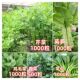 蔬菜种子四季 播种土壤盆栽阳台庭院香菜白菜萝卜生菜葱菠菜籽大全