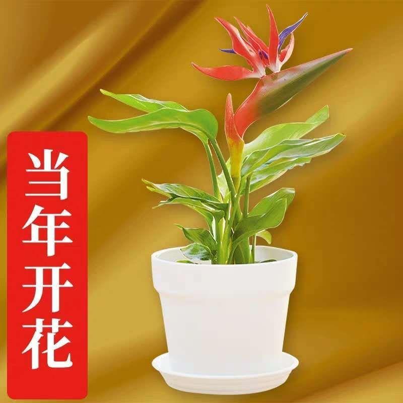 一盆三棵天堂鸟鹤望兰花盆栽客厅室防内净化空气辐射吸绿植